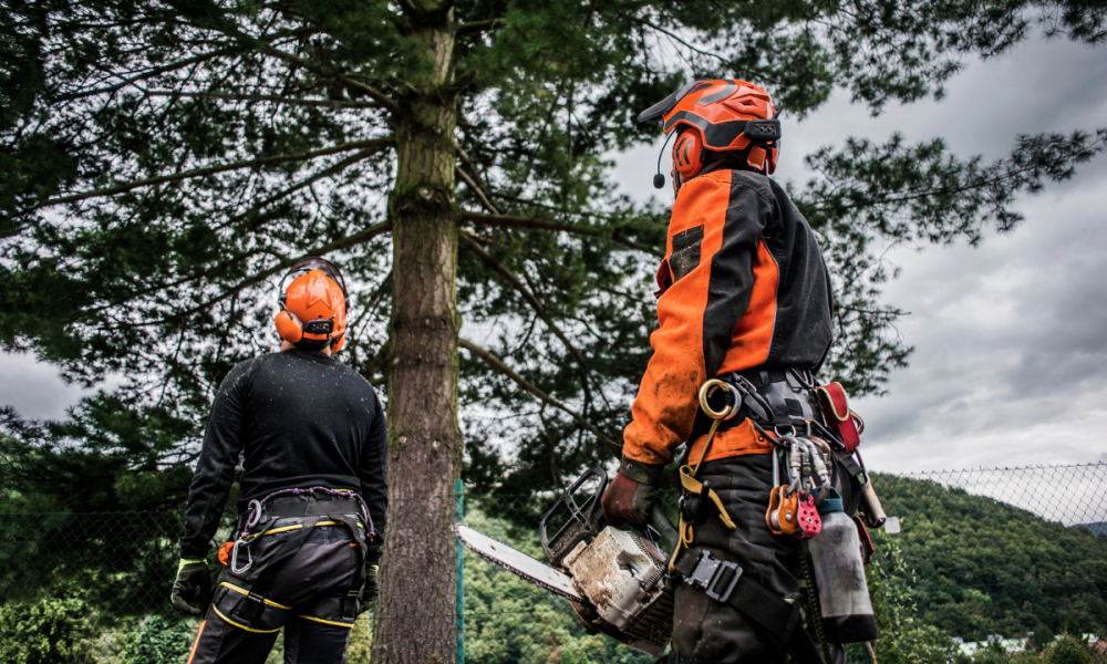 arborist vs tree trimmer